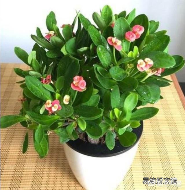 哪些花不用频繁的浇水？