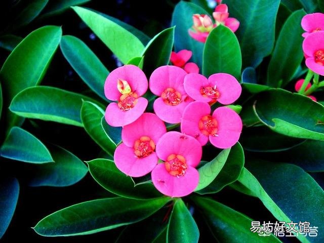 哪些花不用频繁的浇水？