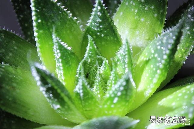 哪些花不用频繁的浇水？