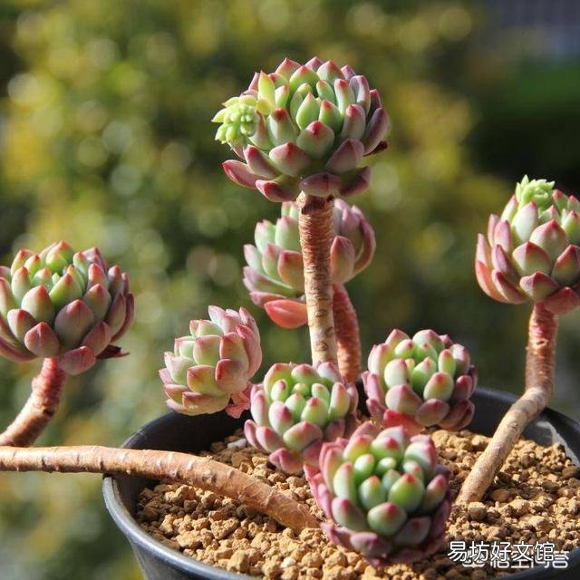 哪些花不用频繁的浇水？