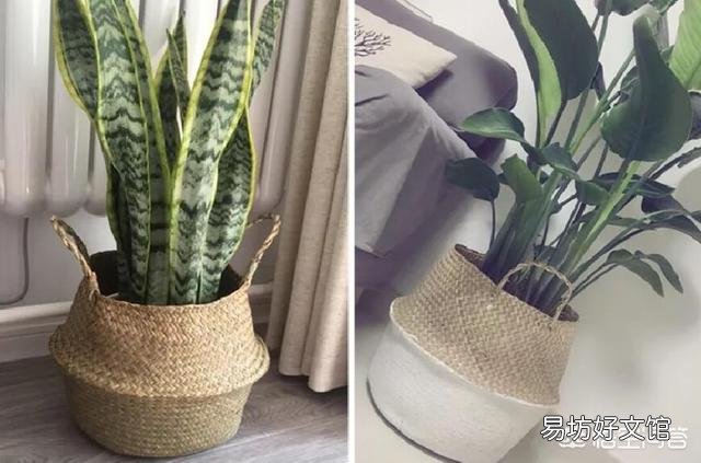 哪些花不用频繁的浇水？