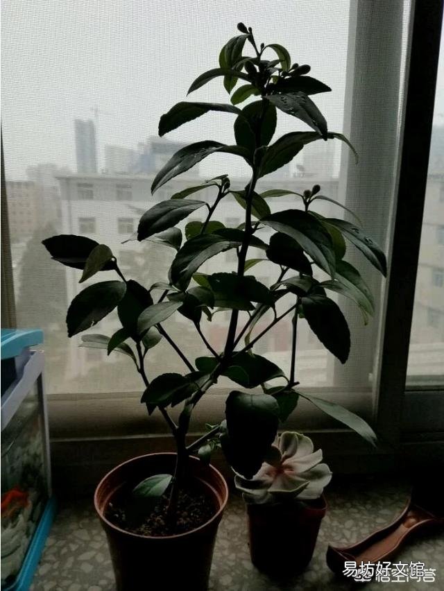 刚购买的柠檬应该怎么栽培?有哪些注意事项?