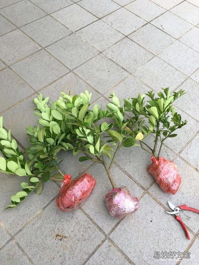 刚购买的柠檬应该怎么栽培?有哪些注意事项?