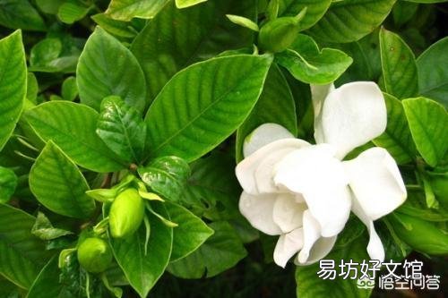 栀子花用什么肥？