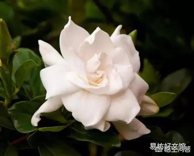 栀子花用什么肥？