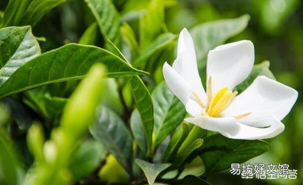 栀子花用什么肥？