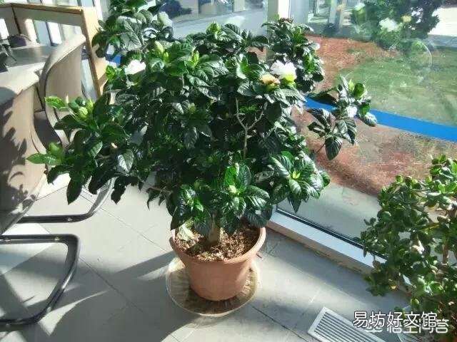 栀子花用什么肥？