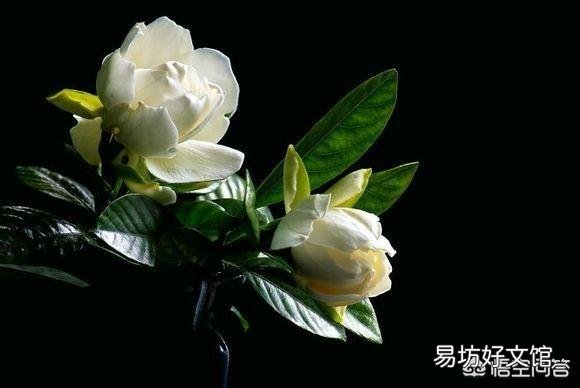 栀子花用什么肥？