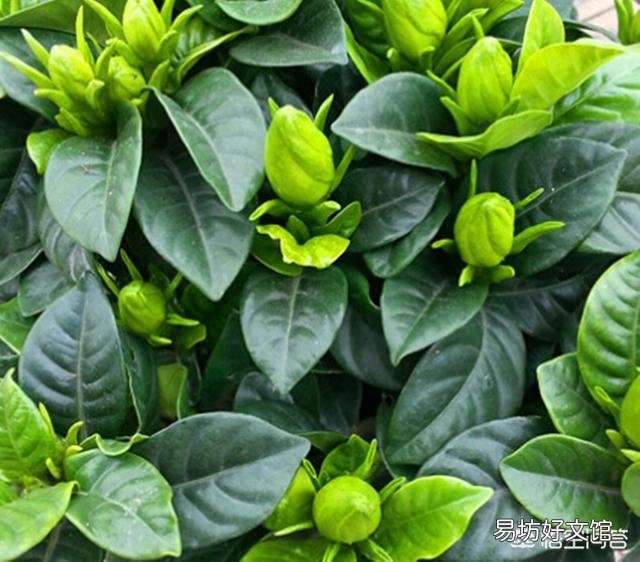 栀子花用什么肥？