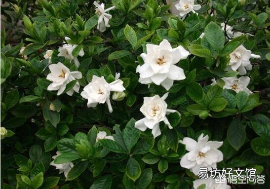 栀子花用什么肥？