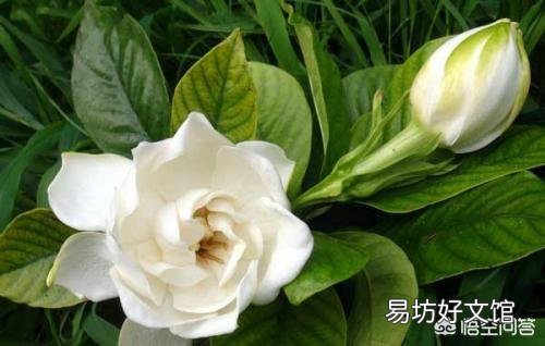 栀子花用什么肥？