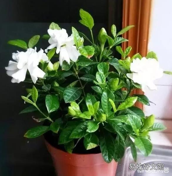 栀子花叶子要掉没了怎么办?