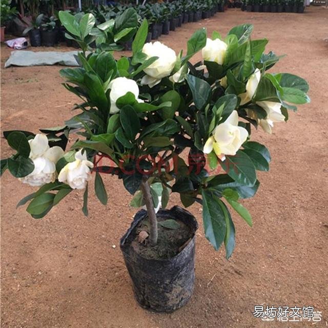 栀子花叶子要掉没了怎么办?