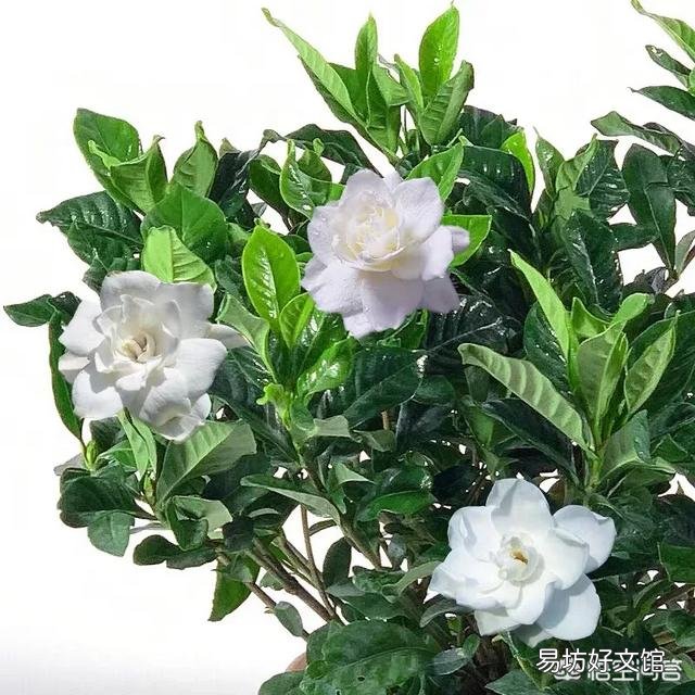 栀子花叶子要掉没了怎么办?