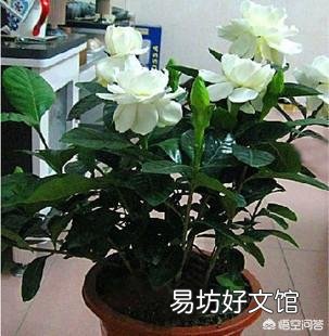 栀子花叶子要掉没了怎么办?
