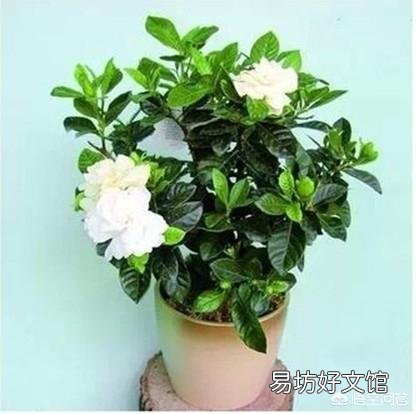栀子花叶子要掉没了怎么办?