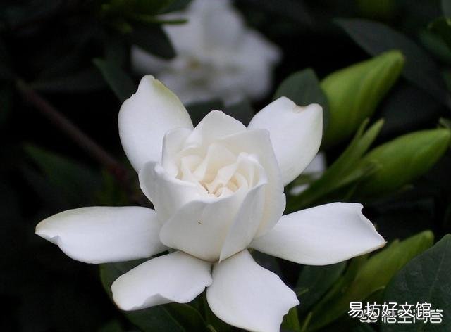 栀子花叶子要掉没了怎么办?