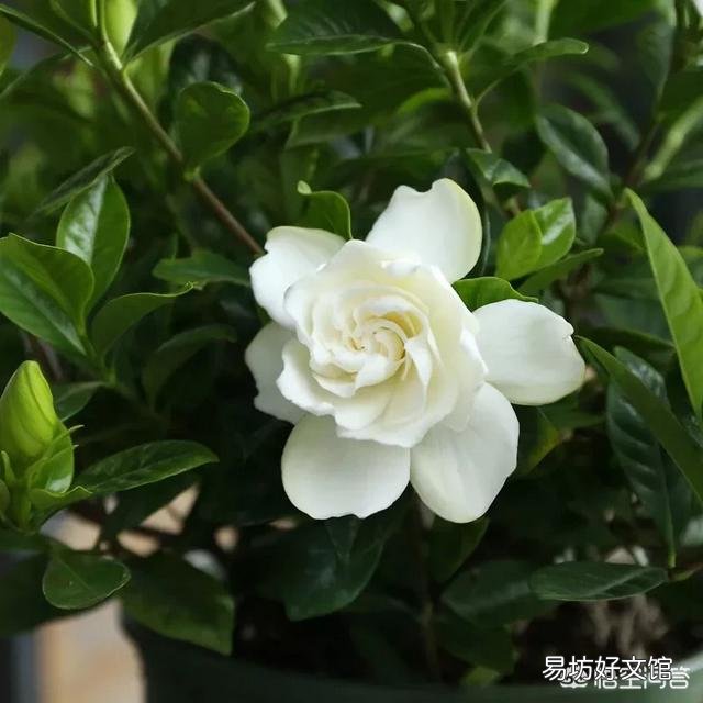 栀子花叶子要掉没了怎么办?