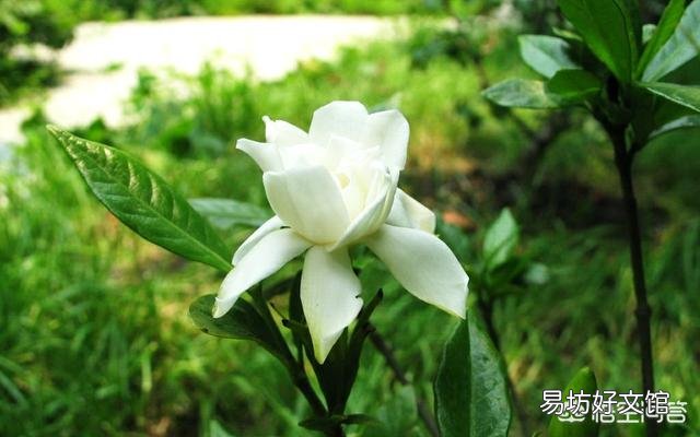 栀子花叶子要掉没了怎么办?