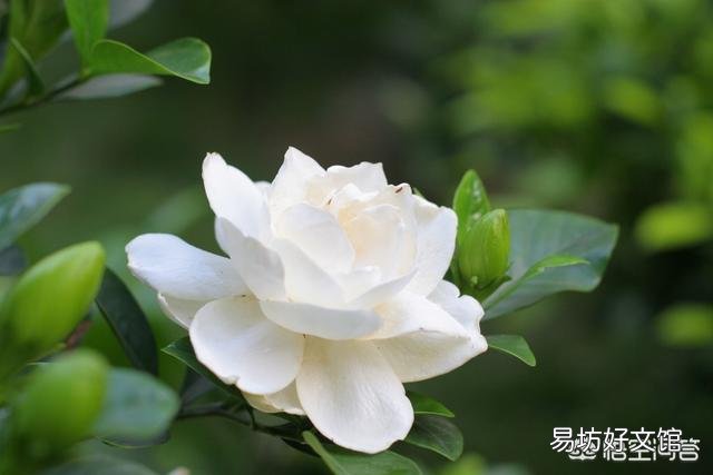 栀子花叶子要掉没了怎么办?