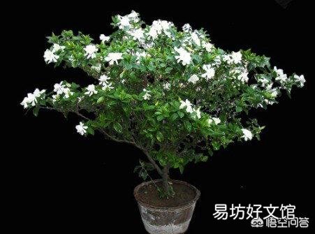 栀子花叶子要掉没了怎么办?