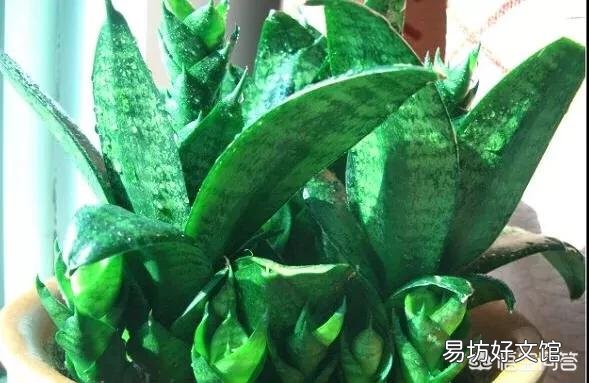虎皮兰能用淘米水浇吗？好不好？