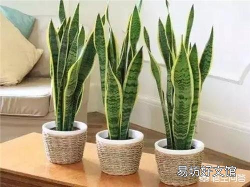 虎皮兰能用淘米水浇吗？好不好？