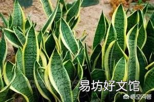 虎皮兰能用淘米水浇吗？好不好？