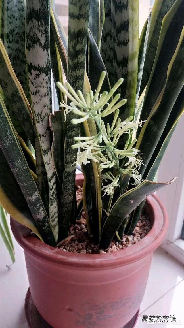 虎皮兰能用淘米水浇吗？好不好？