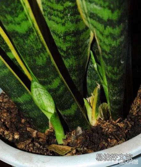 虎皮兰能用淘米水浇吗？好不好？