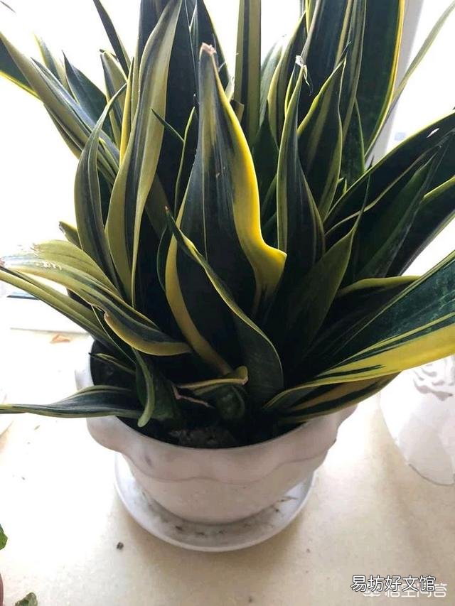 虎皮兰能用淘米水浇吗？好不好？