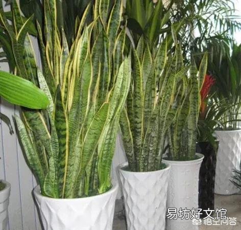 虎皮兰能用淘米水浇吗？好不好？