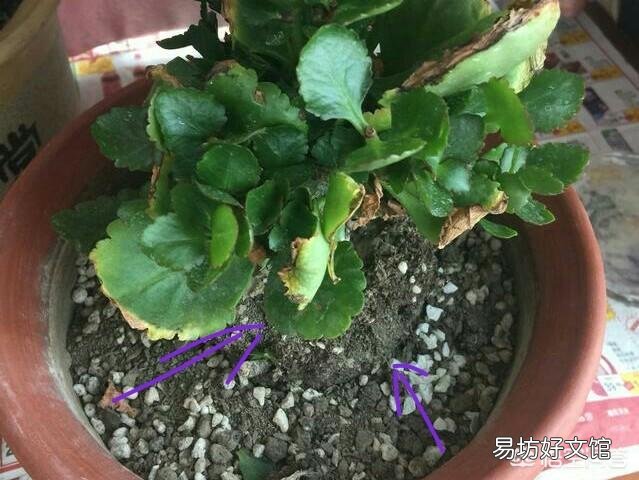 長(zhǎng)壽花老葉片卷起來(lái)了并焦葉是什么原因？
