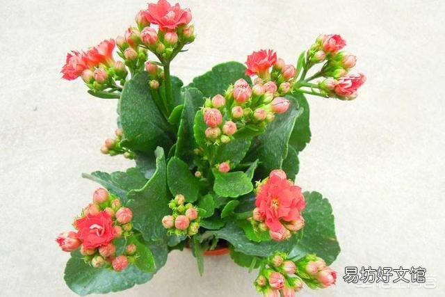 長(zhǎng)壽花老葉片卷起來(lái)了并焦葉是什么原因？
