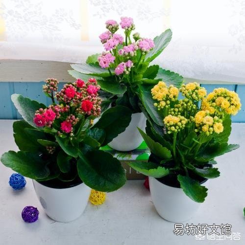 長(zhǎng)壽花老葉片卷起來(lái)了并焦葉是什么原因？