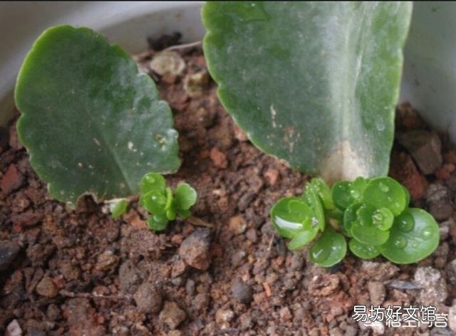 長(zhǎng)壽花老葉片卷起來(lái)了并焦葉是什么原因？