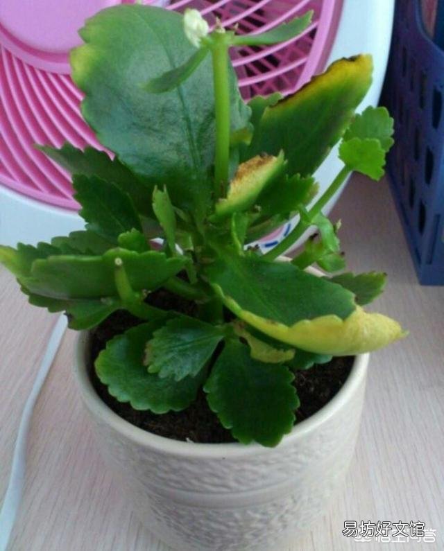 長(zhǎng)壽花老葉片卷起來(lái)了并焦葉是什么原因？