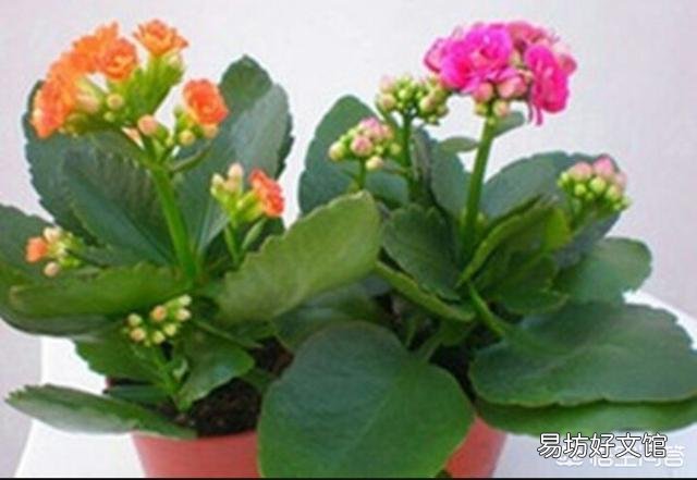 長(zhǎng)壽花老葉片卷起來(lái)了并焦葉是什么原因？