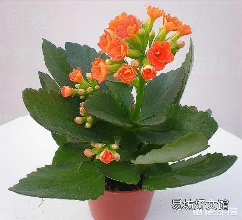 長(zhǎng)壽花老葉片卷起來(lái)了并焦葉是什么原因？