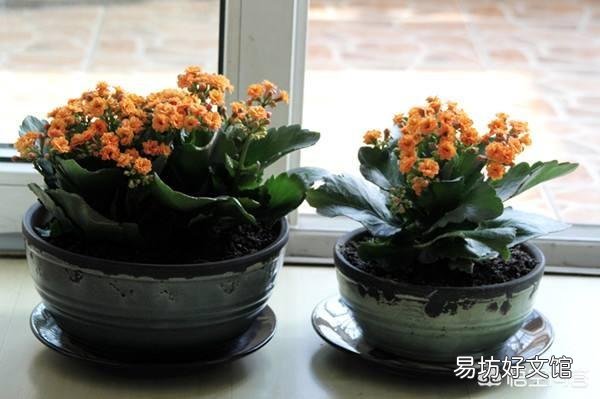 長(zhǎng)壽花老葉片卷起來(lái)了并焦葉是什么原因？