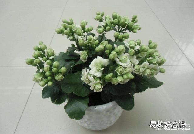 長(zhǎng)壽花老葉片卷起來(lái)了并焦葉是什么原因？