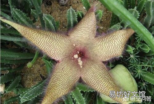 盆栽种植大犀角，需要注意什么？