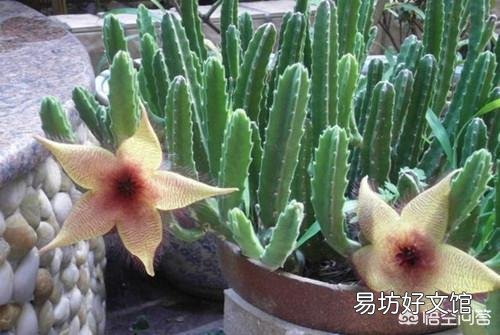 盆栽种植大犀角，需要注意什么？
