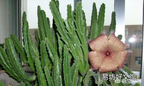 盆栽种植大犀角，需要注意什么？