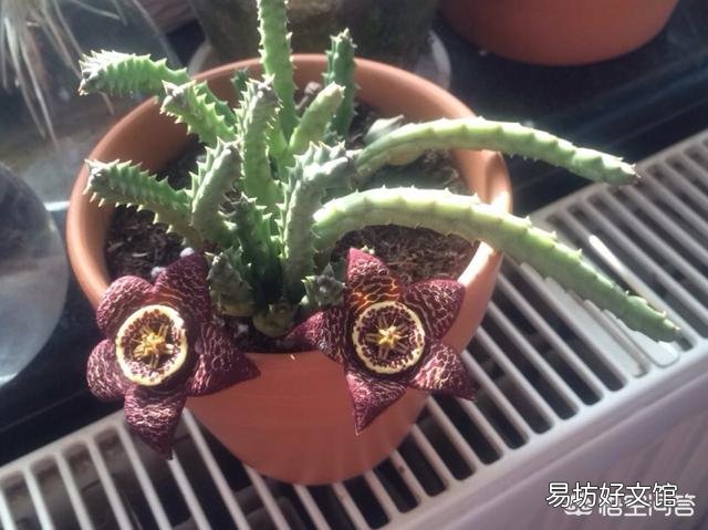 盆栽种植大犀角，需要注意什么？