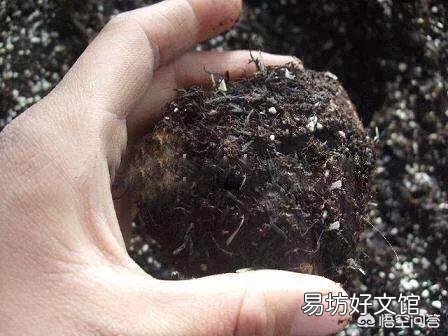 如何给花土杀虫?
