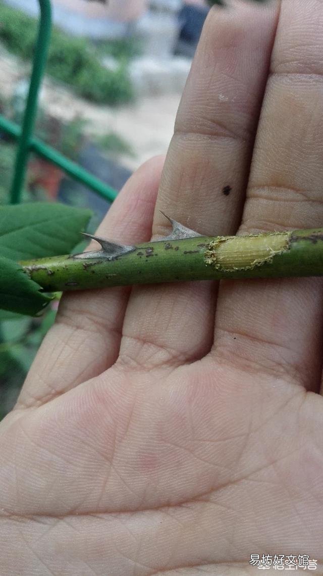 如何给花土杀虫?