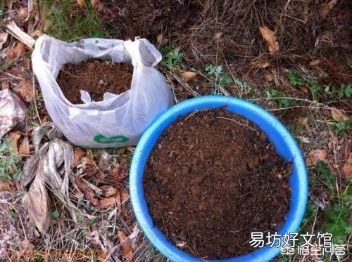 如何给花土杀虫?