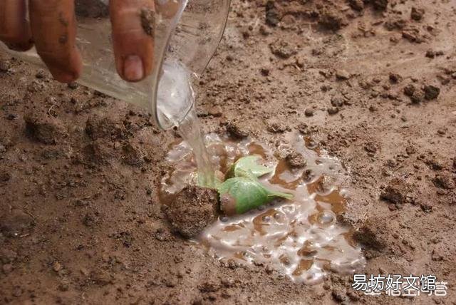 如何给花土杀虫?