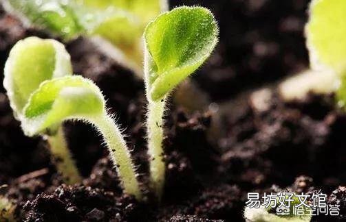 如何给花土杀虫?